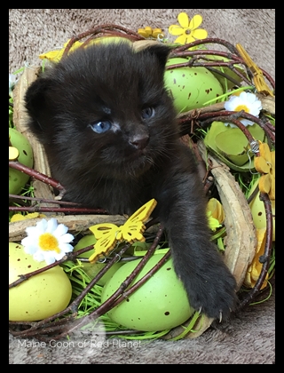 Wilson
